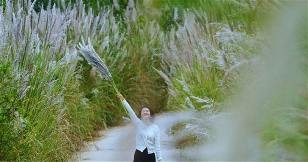 临桂大黄埔村芒草花海，超出片
