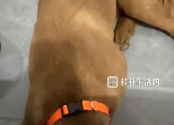 果然一个人想找你的时候有的是办法！女生吵架将男友拉黑，结果男友给家里狗打电话了！汪：吵死了，一会就去把号码注销