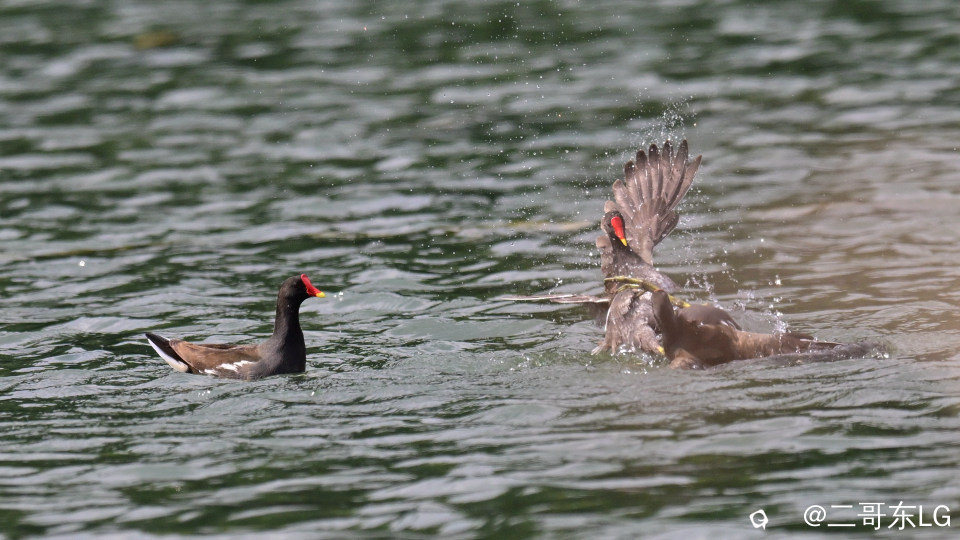 黑水鸡打架 (6).jpg
