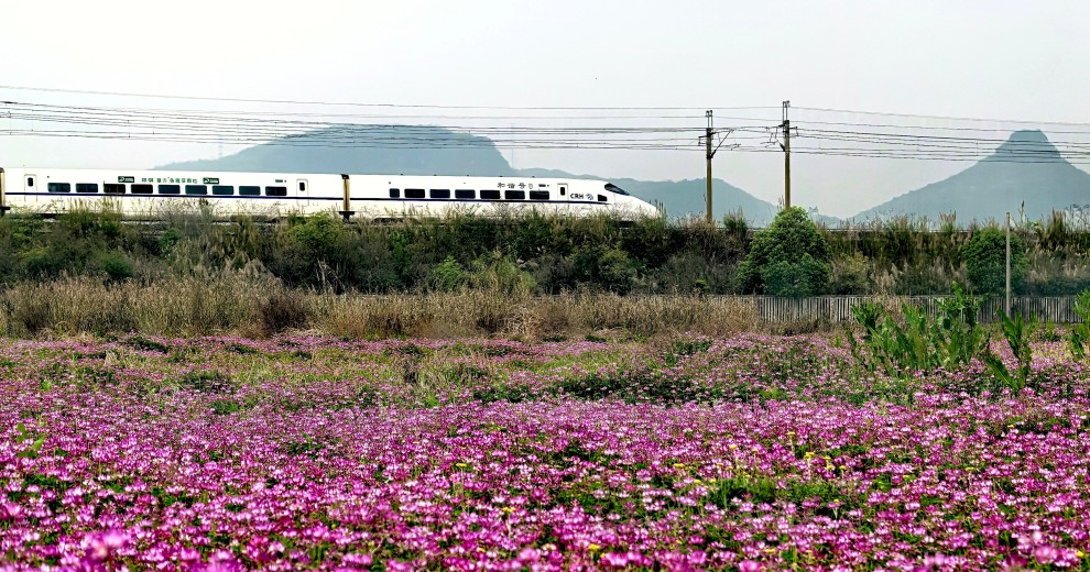 临桂四塘田野紫云英