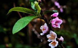 秋风吹遍，桃花李花竞相争艳