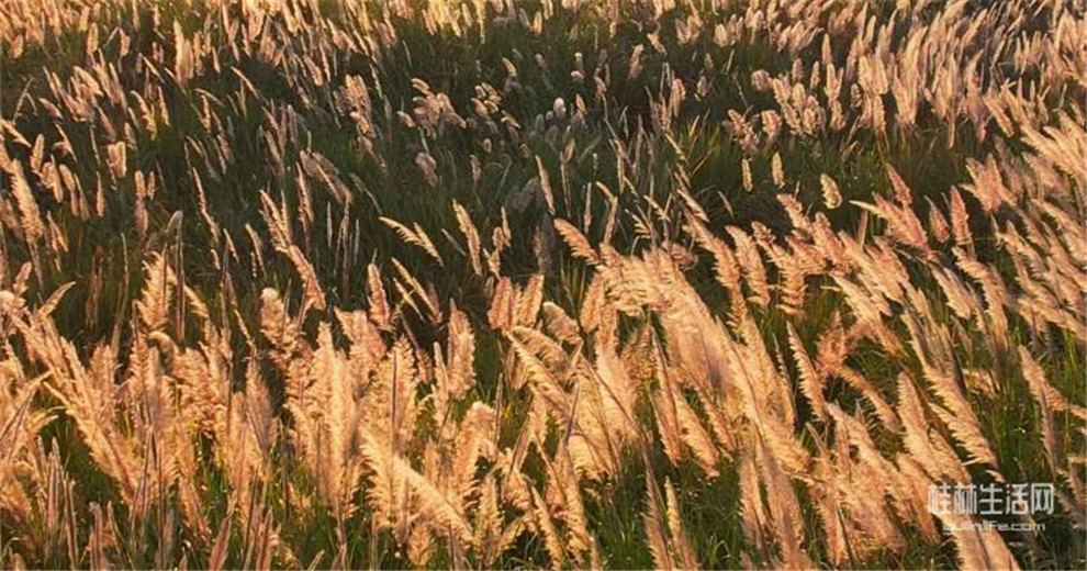 桂林的秋天，在这里美成了诗意漫画！