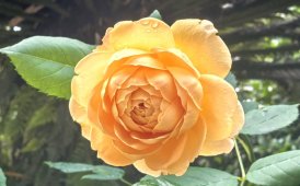 虞山公园赏月季花