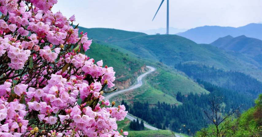 桂北高山藏仙境，灌阳宝盖山杜鹃封神！