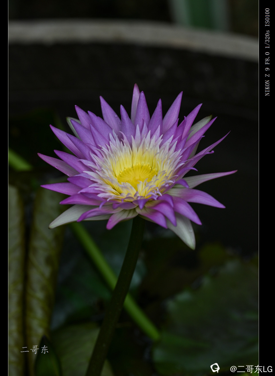 精品莲花 (1).jpg