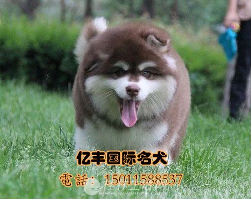 �����ܰ氢��˹����Ȯ����Ǯ ���ְ���˹�Ӽ۸�