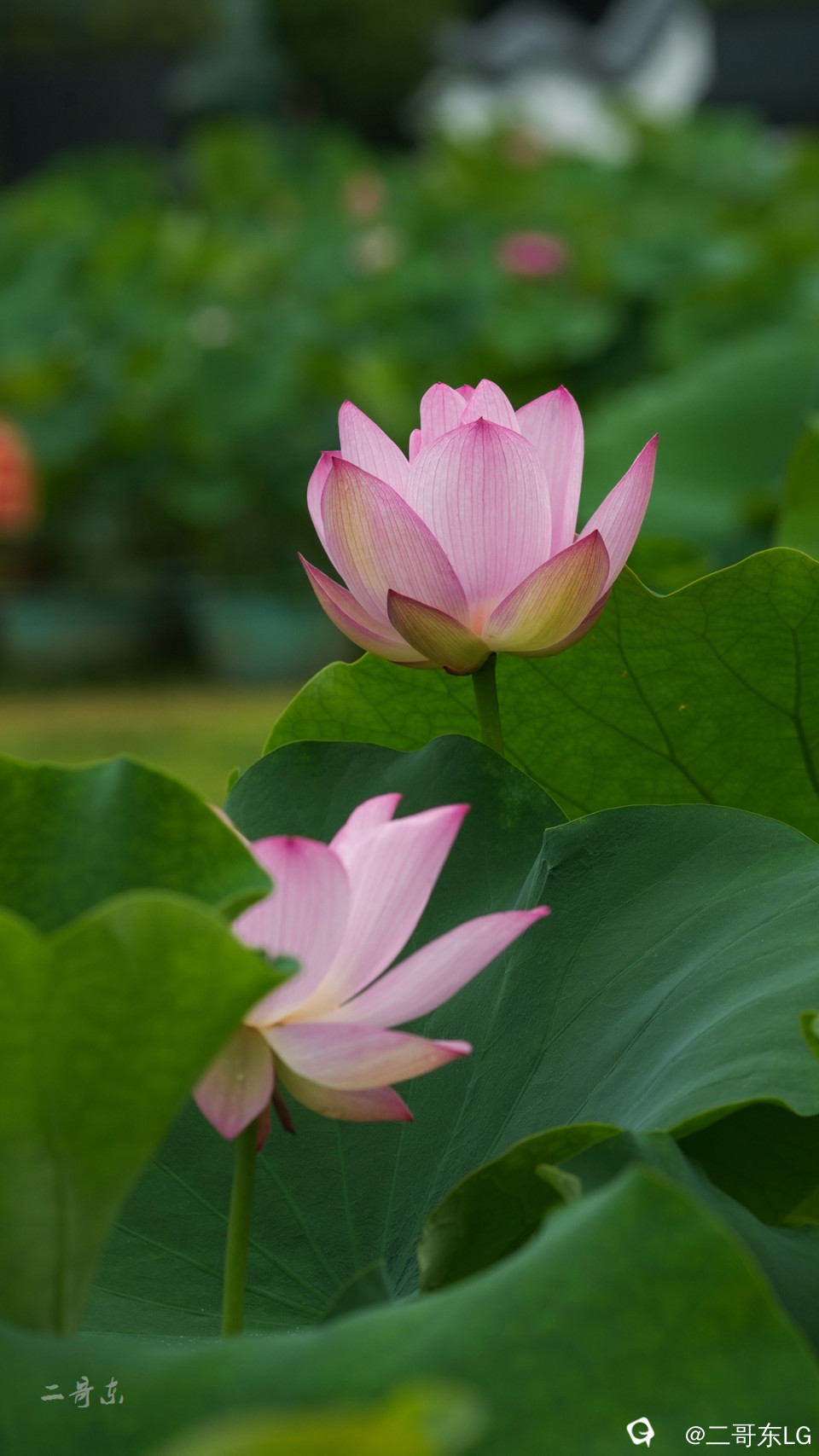 荷花 (7).jpg