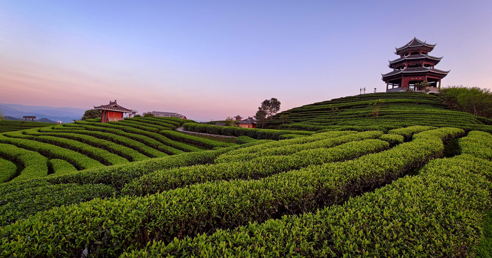 三江布央仙人山茶园好风光，美醉了