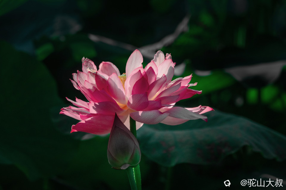 DSC04322-0 - 副本.jpg