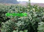 ��Ҷ�µشٻ�������������֦������ŤҲ�ܳɻ�