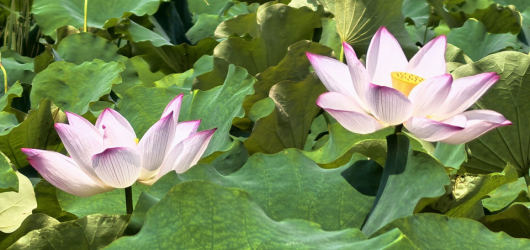 灵川上桥村赏荷