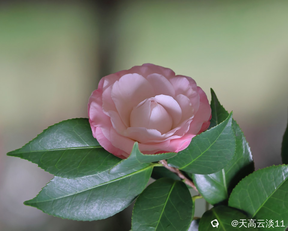 5D2A3270-DeNoiseAI-denoise.jpg