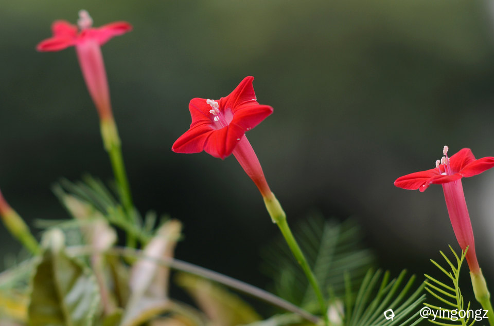 DSC_3762_副本.jpg