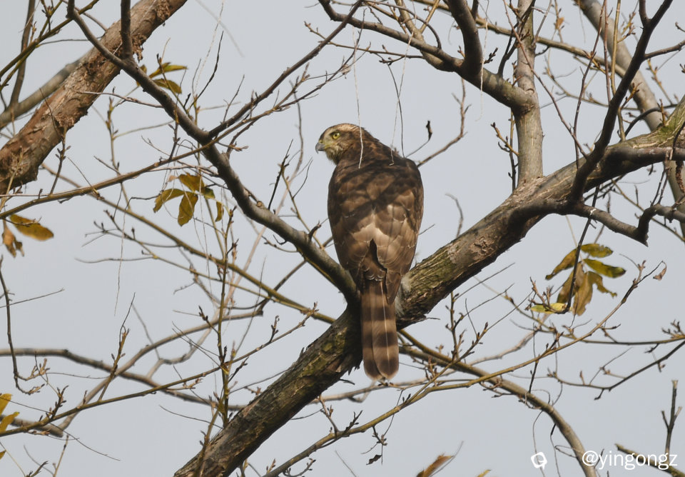 DSC_2510_副本.jpg