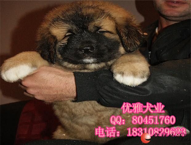 	 ���ָ߼��� �ܰ�߼�����Ȯ Ѫͳ���� ��ӭѡ��
