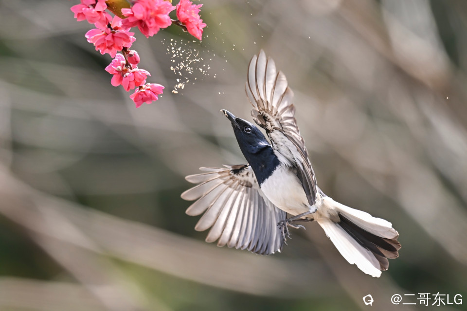 鹊鴝戏桃花 (2).jpg