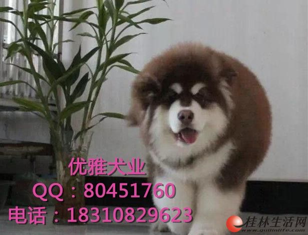 	 ���Ͱ���˹�� �ܰ氢��˹�� ��ǩ����Э�� ����������
