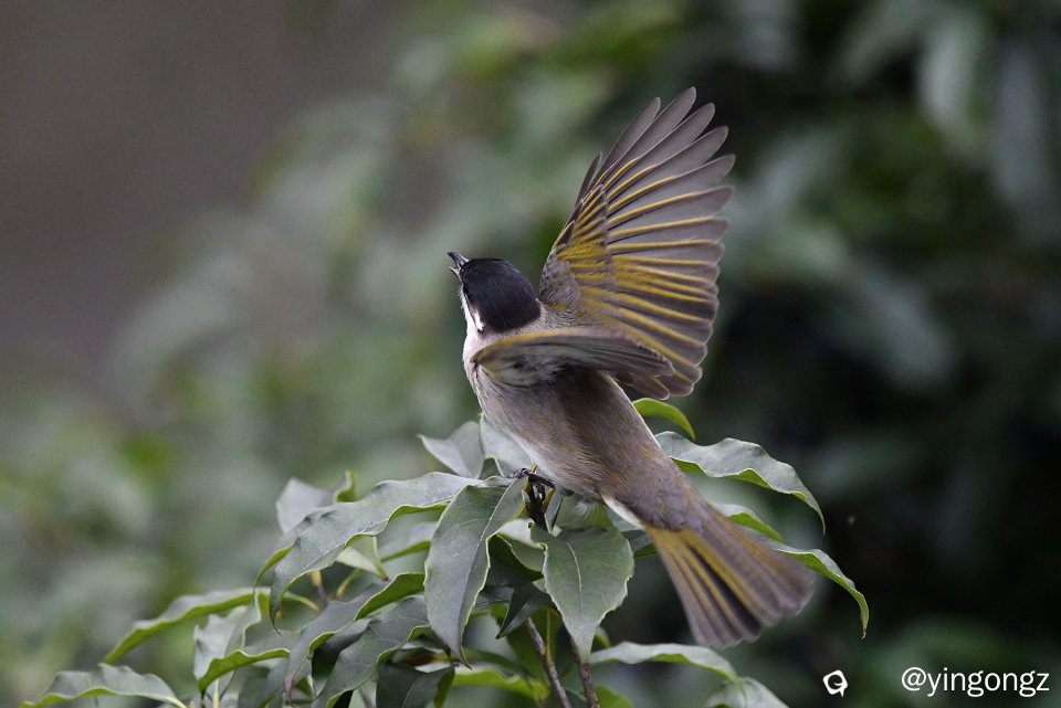 DSC_6599_副本.jpg