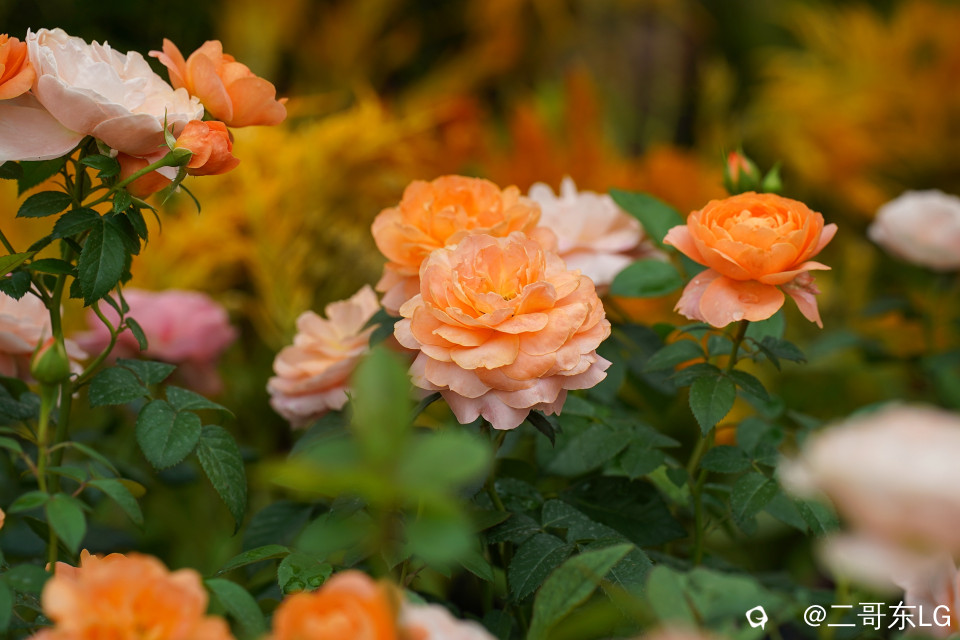 南方第三届花卉苗木交易会 (16).jpg