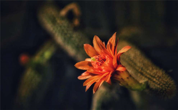 父亲节，拍了一组花