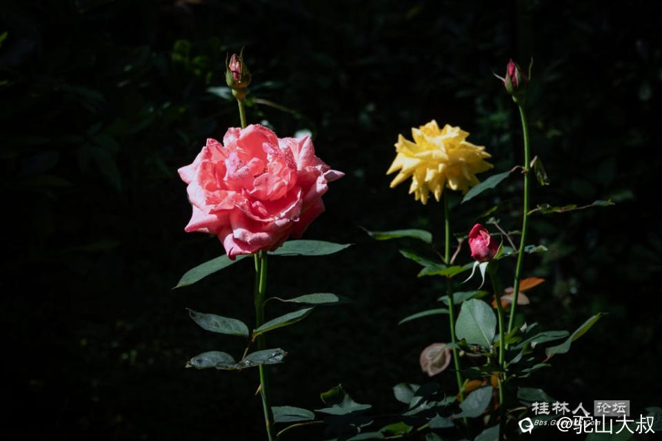 DSC07220-0.jpg