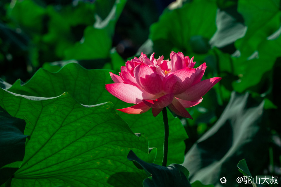 DSC04303-0 - 副本.jpg