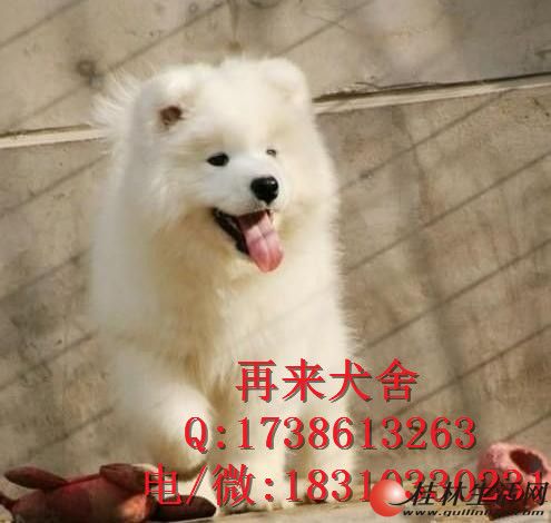 ��ĦҮȮ����Ǯ��ĦҮȮ�۸���ĦҮȮͼƬ