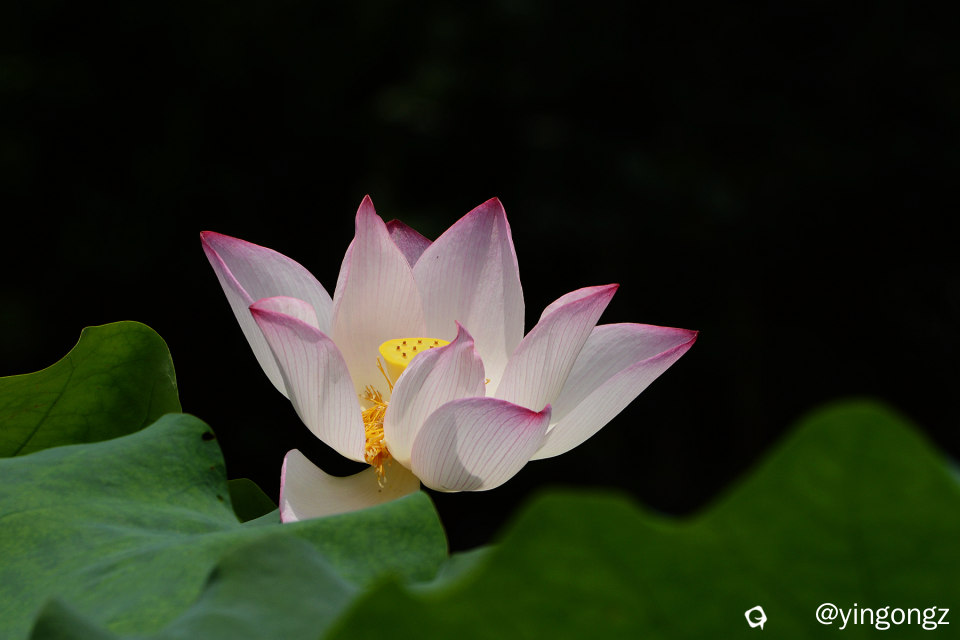 DSC_5907_副本.jpg