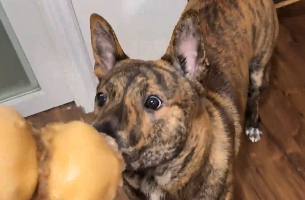 第一次在狗身上看到了这么清晰的眼神变化！小狗被主人投喂大棒骨，眼神瞬间直了！小汪：妈妈，我该从哪下嘴啊