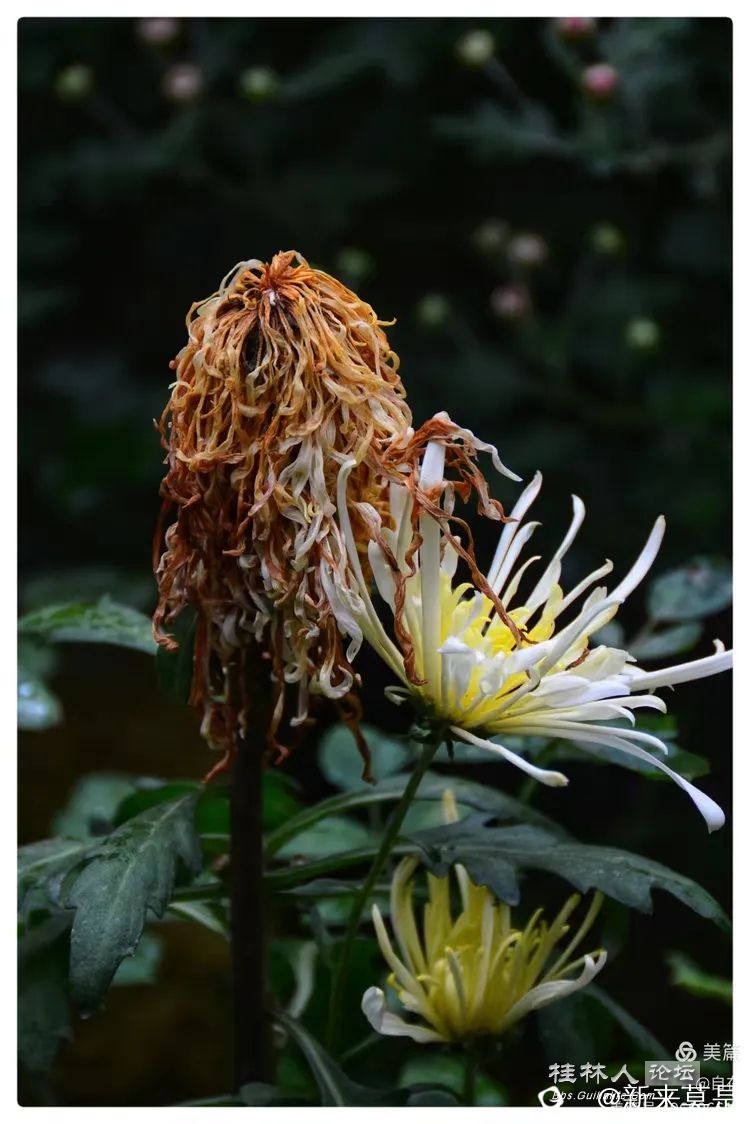 I2ZmZmZmZg_750_0_0_0_q80.webp (1).jpg