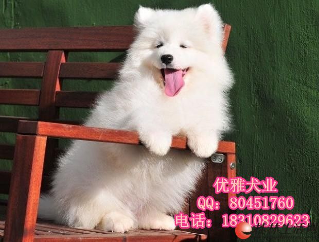 ��ĦҮȮ����Ǯ��ĦҮȮ�۸���ĦҮȮͼƬ