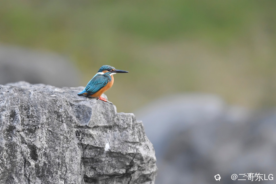 小翠起飞瞬间连拍 (1).jpg