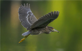 ★★★★★鳥仔