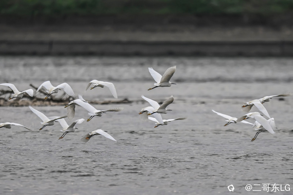 小白鹭 (10).jpg