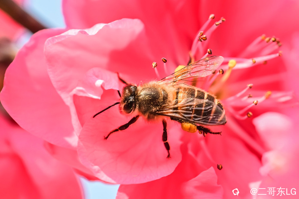 微距小蜜蜂 (1).jpg