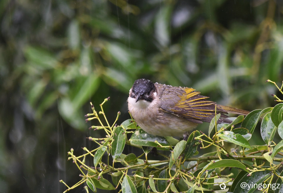 DSC_9603_副本.jpg