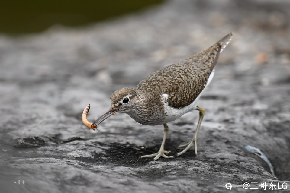 矶鹬 jī yù (25).jpg