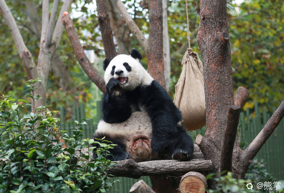 十月大熊猫囡囡