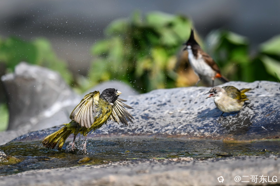 领雀嘴鹎--贵妃出浴 (6).jpg