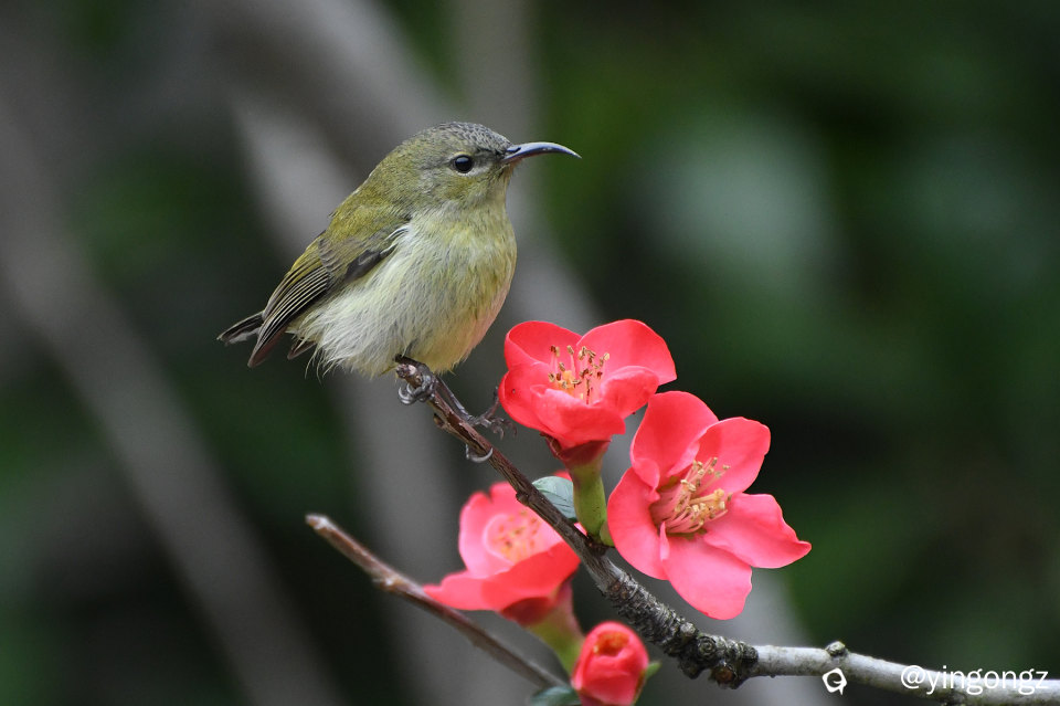 DSC_5320_副本.jpg
