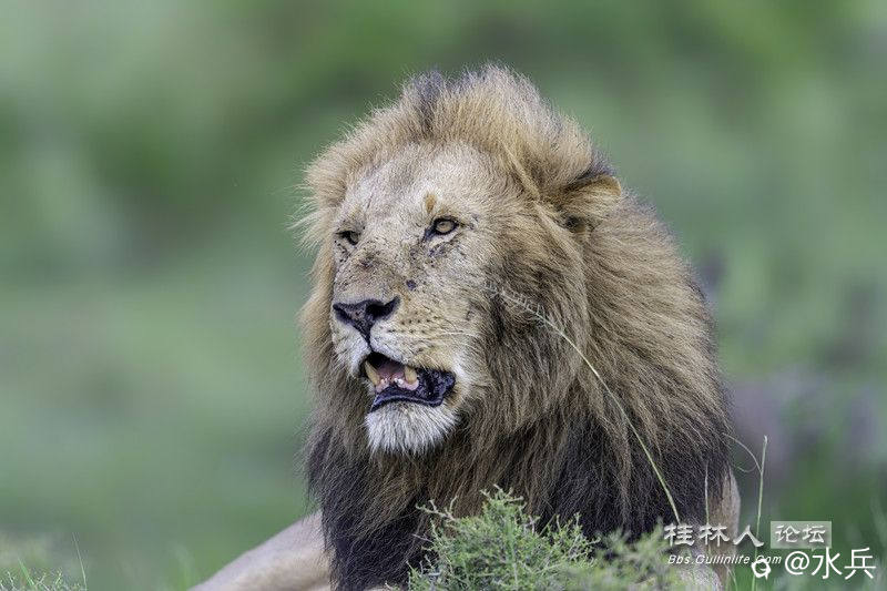 每一只雄狮，都是那么眉清目秀。.jpg