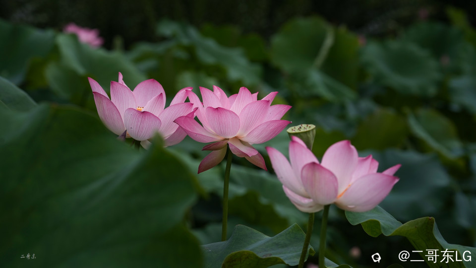 荷花 (5).jpg