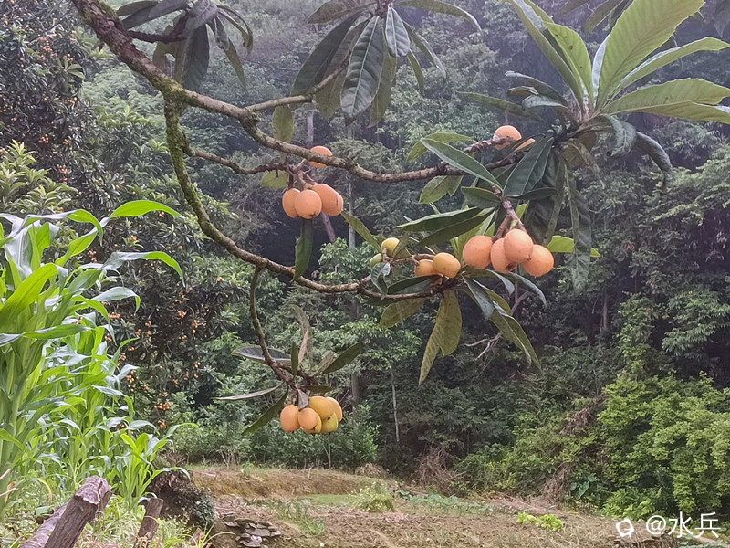 IMG_20260522_081731.jpg