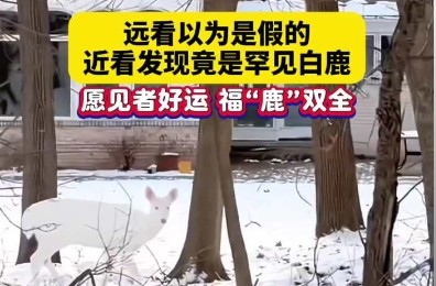 远看以为是假的，近看发现竟是罕见白鹿