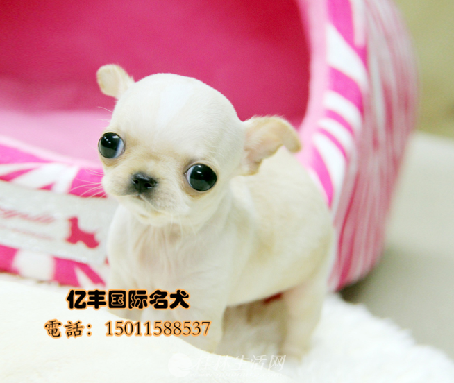 ˫Ѫͳ�����޶���Ǯ ��ϵ�����޼۸� �����ֱ�����