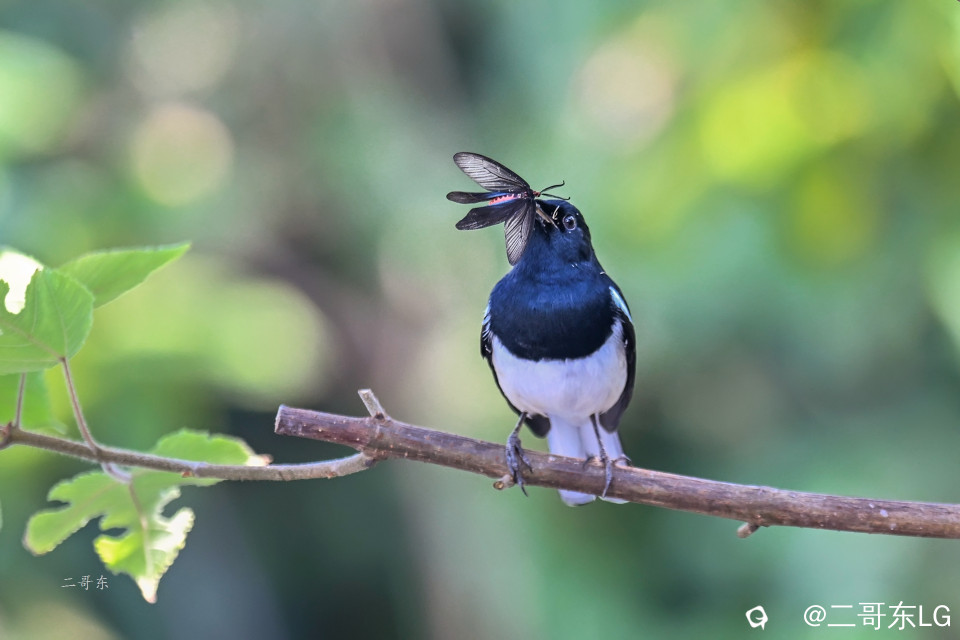 飞蛾扑嘴 (6).jpg