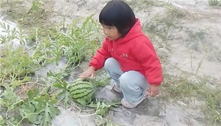 去地里摘西瓜吃，開(kāi)小朋友選的西瓜盲盒