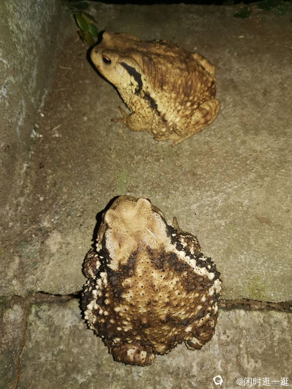 衡阳衡山高头滴，和成人手掌差不多大