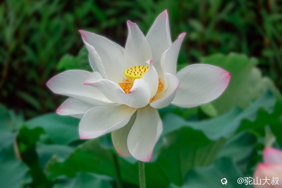 DSC04695-0.jpg