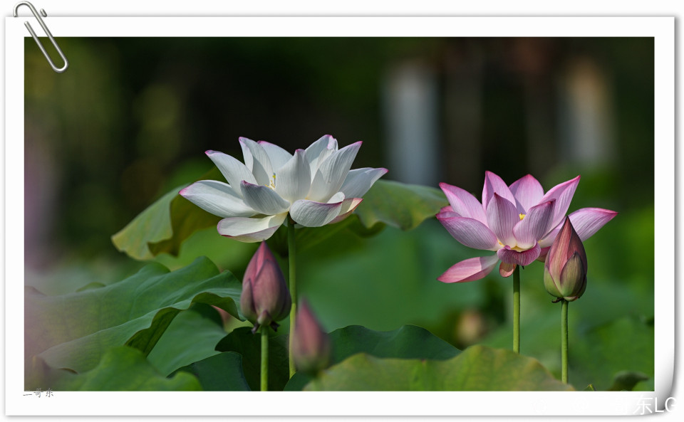 艳丽荷花 (10).jpg